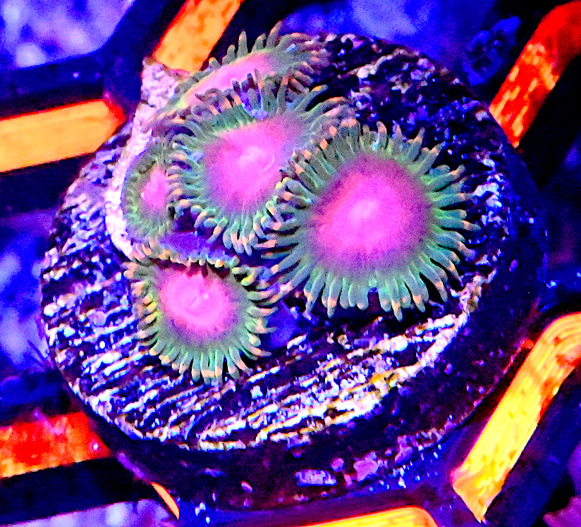 TCC Awesome Blossom Zoanthid Frag (5+ Polyps)