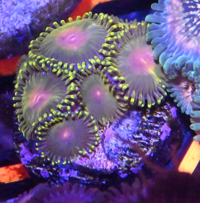 Impastas Zoanthid Frag (5+ Polyps)