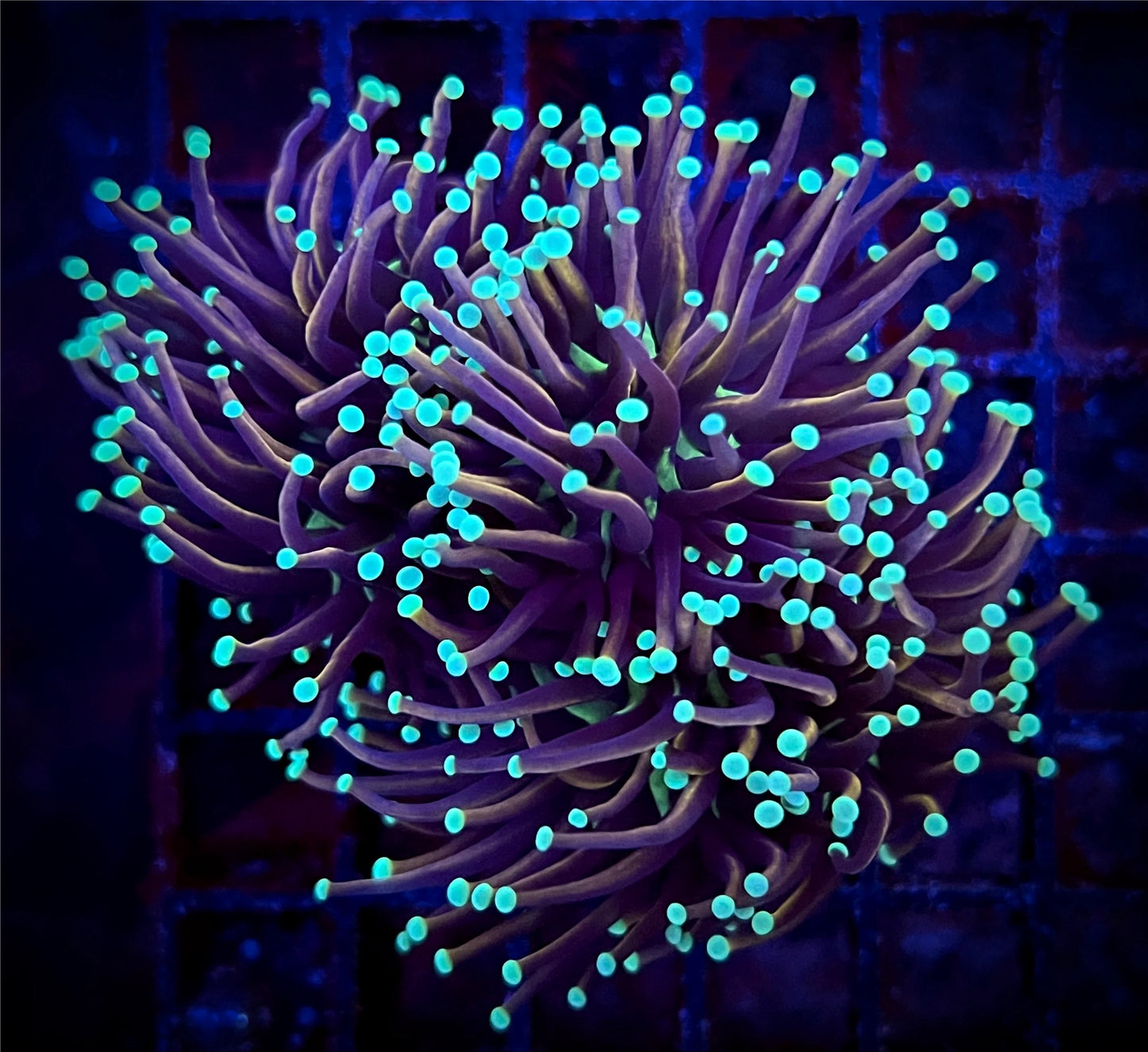 3 Head Indo Jester Torch