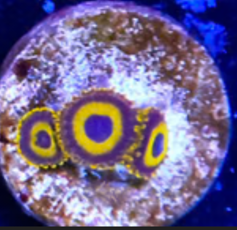 LA Lakers Zoanthid