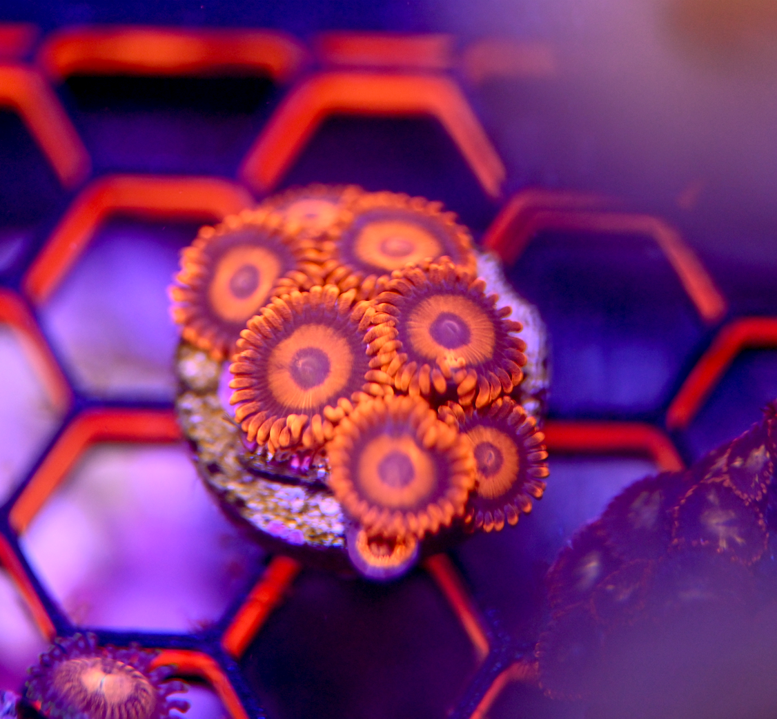 ECC Orange Oxide Zoanthid (8+ Polyps)