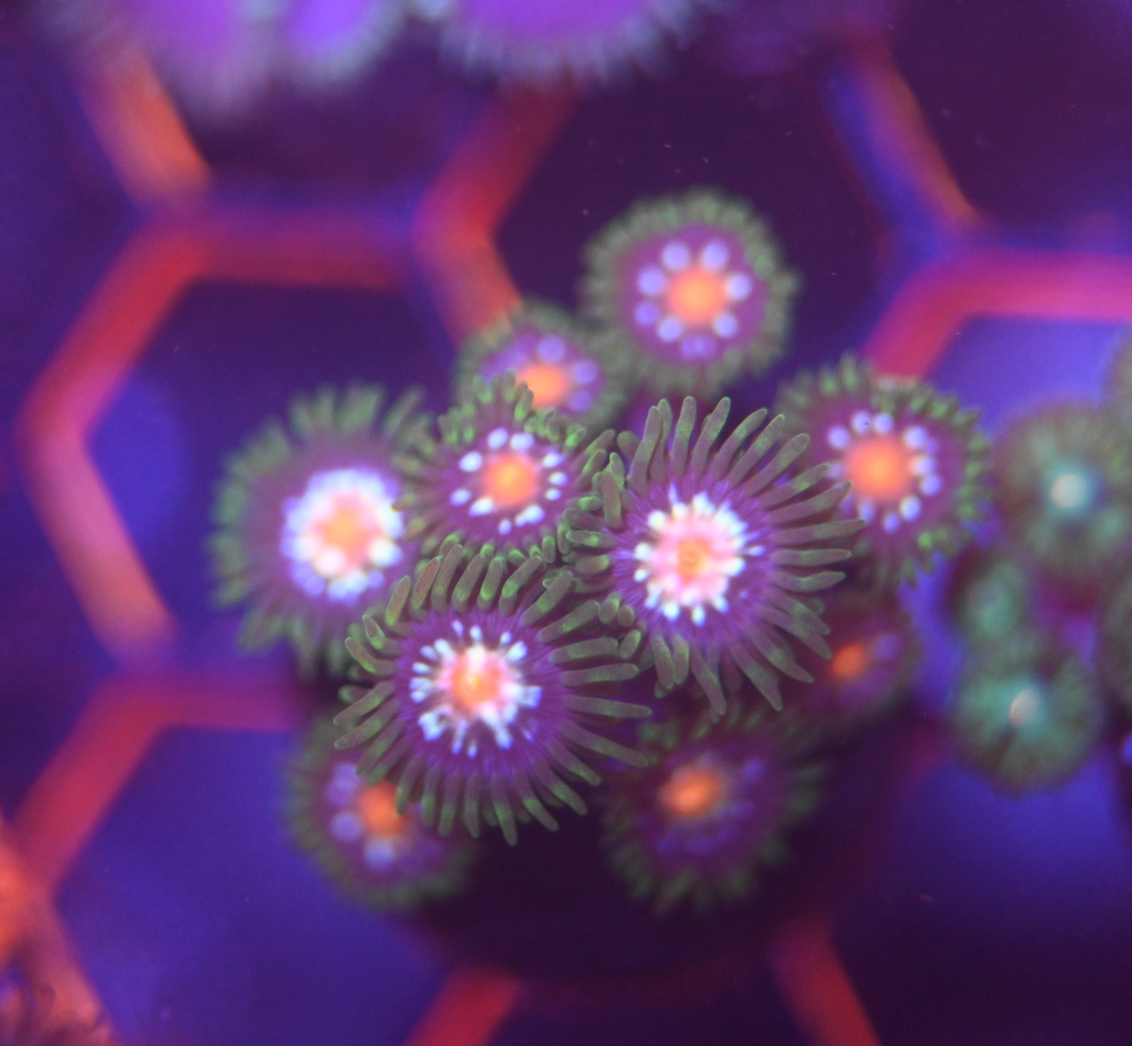 Jason Fox Stargazer Zoanthids (10+ Polyps)
