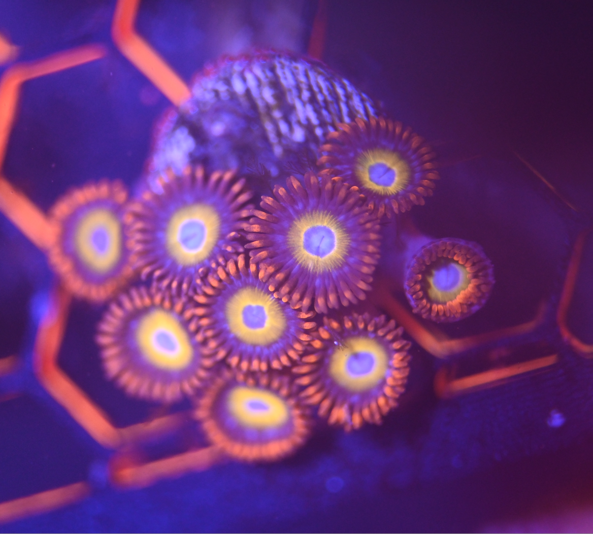 TSA Circus Freaks Zoanthid (4+ Polyps)
