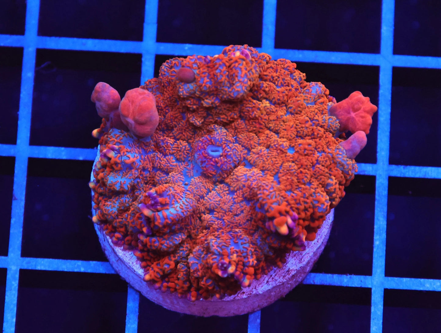 Superman Bounce Ricordea Mushroom