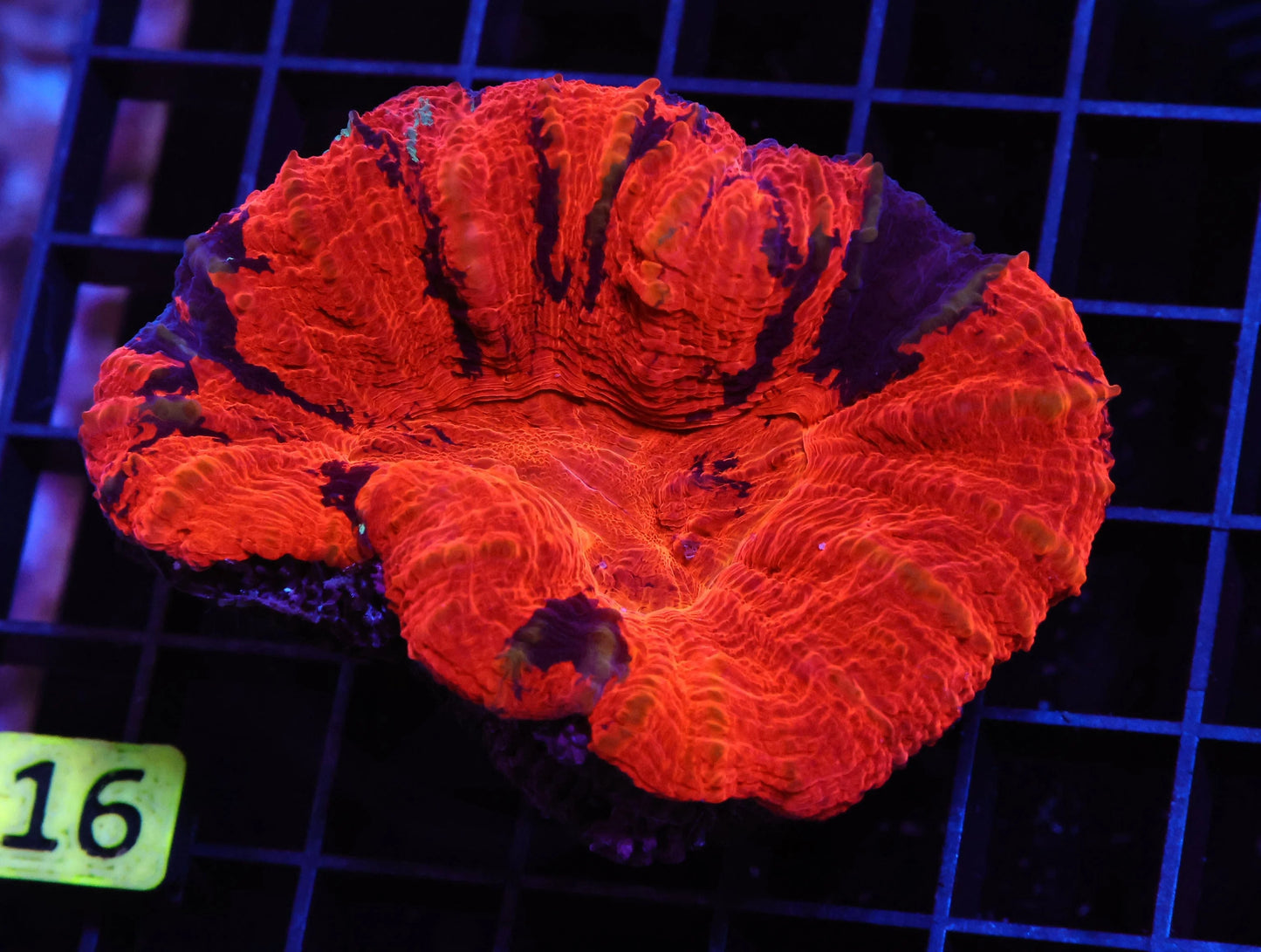 Aussie Deadpool Scolymia australis