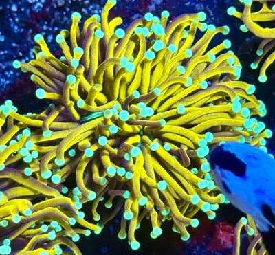 Malaysian Jumbo Sun God Torch