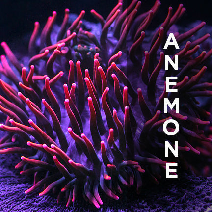 ANEMONE