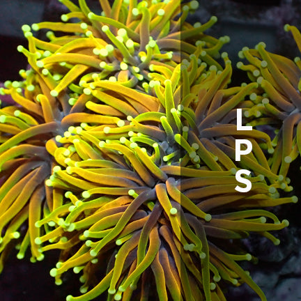 LPS CORALS