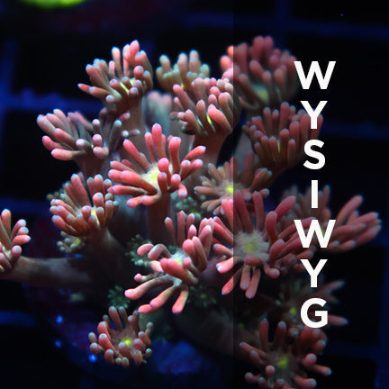 WYSIWYG