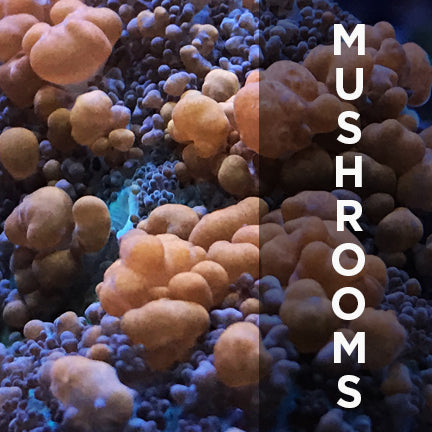 MUSHROOMS