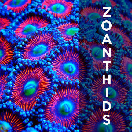 ZOANTHIDS
