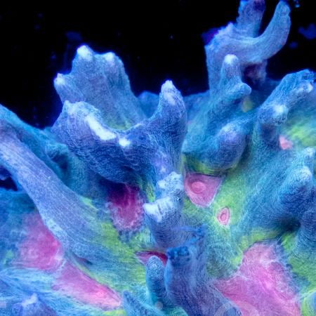 Alien Eye Pectinia Colony