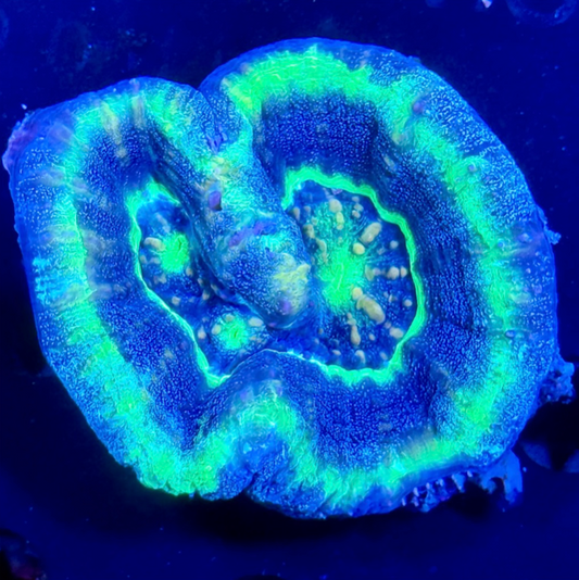 Aussie Double UFO Scolymia