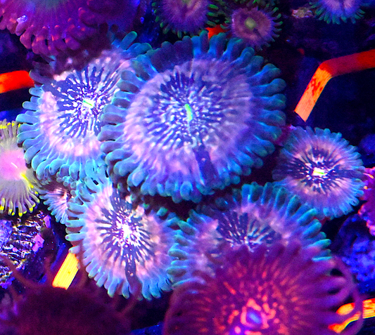 TCC Hawaiian Ding Dang Zoanthid Frag (6+ Polyp Average)