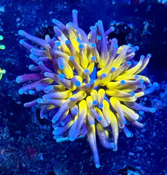 Asian Grafted Jumbo Torch