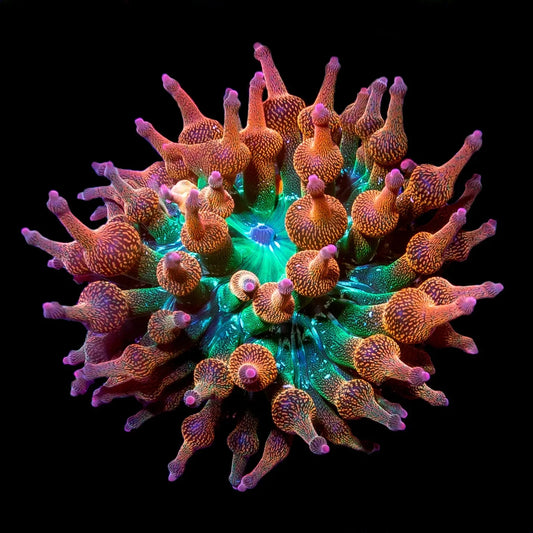 Rainbow Bubble Tip Anemone