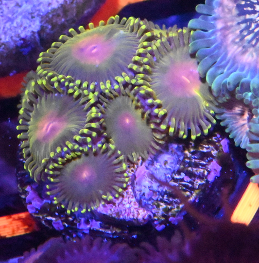 Impastas Zoanthid Frag (5+ Polyps)