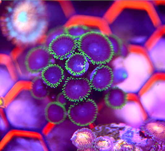 Purple People Eater Zoanthid Frag (16+ Polyp)