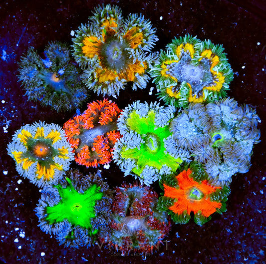 Rock Flower Anemone - 10 Pack