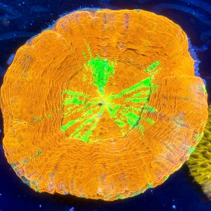 Aussie Reverse Bleeding Apple Scolymia – The Coral Curator LLC
