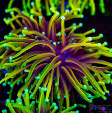 Indo Hellfire Torch - Premium Euphyllia Glabrescens