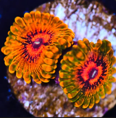 Grand Master Krakatoa (GMK) Zoanthid Frag - 2 Polyps