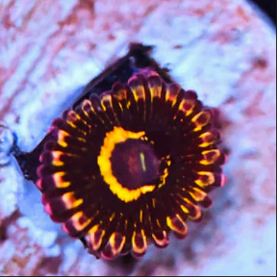 Stratosphere Zoanthid Frag - 1 Polyp