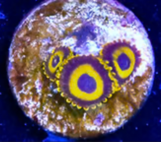 LA Lakers Zoanthid