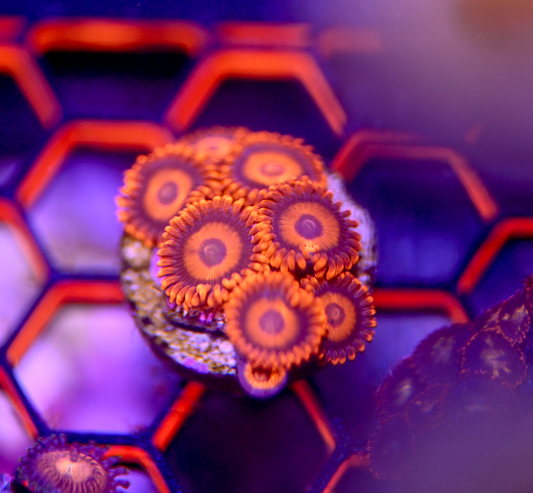 ECC Orange Oxide Zoanthid (8+ Polyps)