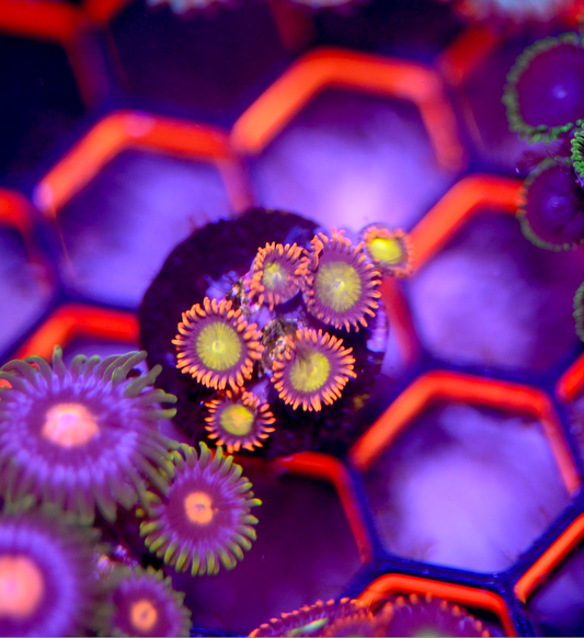 Mandarin Orange Zoanthid Frag (5+ Polyps)