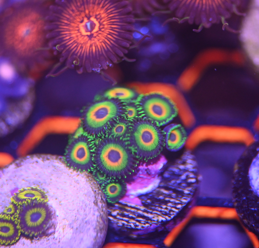 Rasta Zoanthid Frag (4+ Poly)