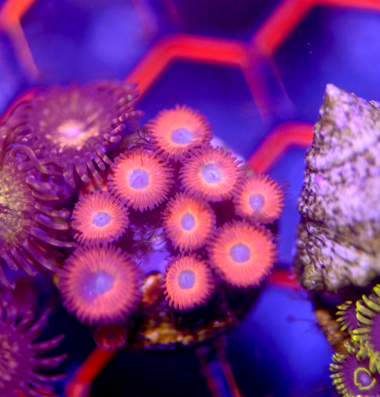 ECC Charmander Zoanthid (9+ Polyps)