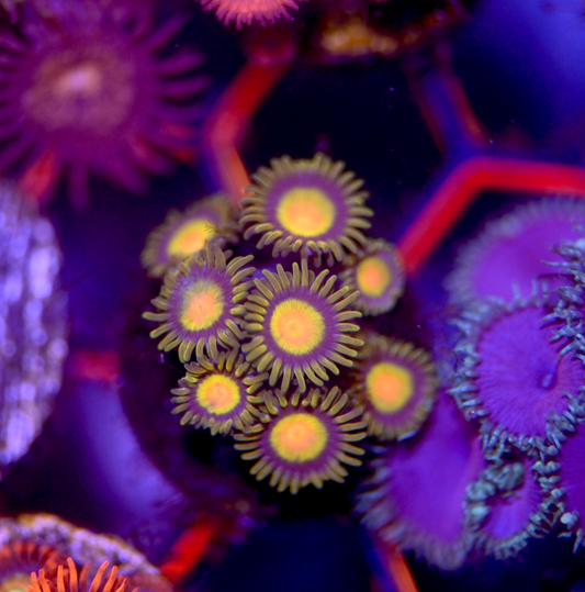 TCC Tutti Frutti Zoanthid Frag (8+ Polyps)