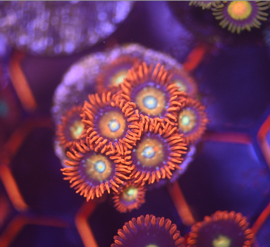 ECC Shatterfield Zoanthid