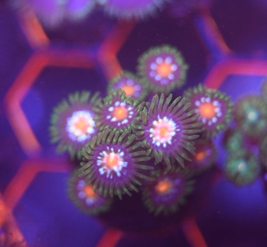 Jason Fox Stargazer Zoanthids (10+ Polyps)