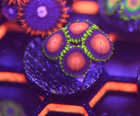 ECC Awesome Blossom Zoanthid (4+ Polyp)