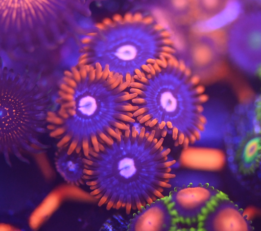ECC Fire and Ice Zoanthid Frag (4+ Polyp)