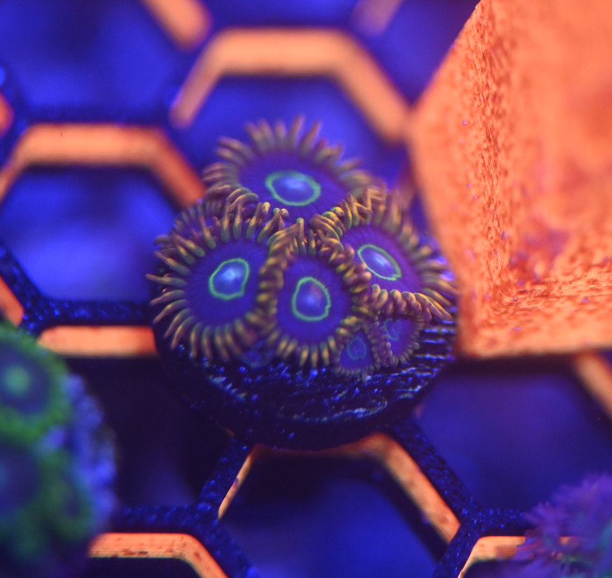 ECC Rainbow Hornet Zoanthid Frag (4+ Polyp)