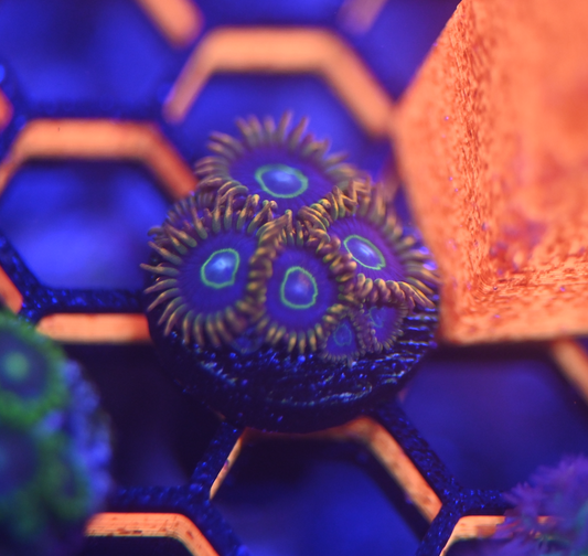 ECC Rainbow Hornet Zoanthid Frag (4+ Polyp)