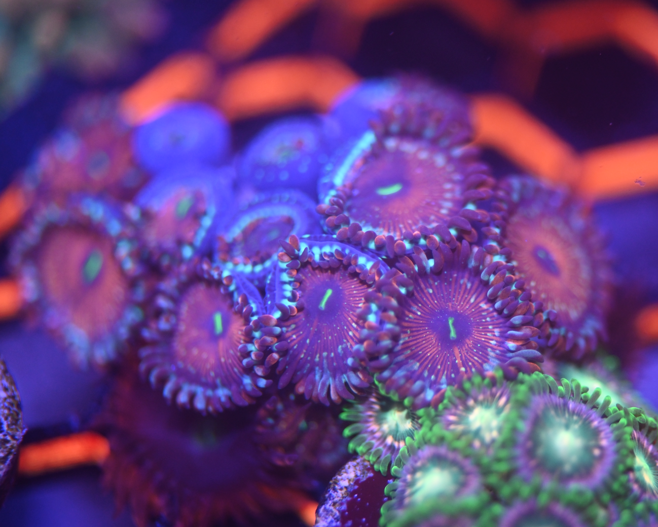 CB White Zombie Zoanthid (8+ Polyps)