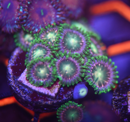 ECC Mister Twister Zoanthid