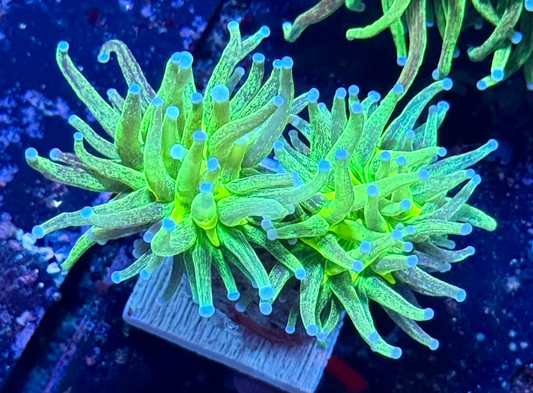 Glitter Grail Torch (Single Head)