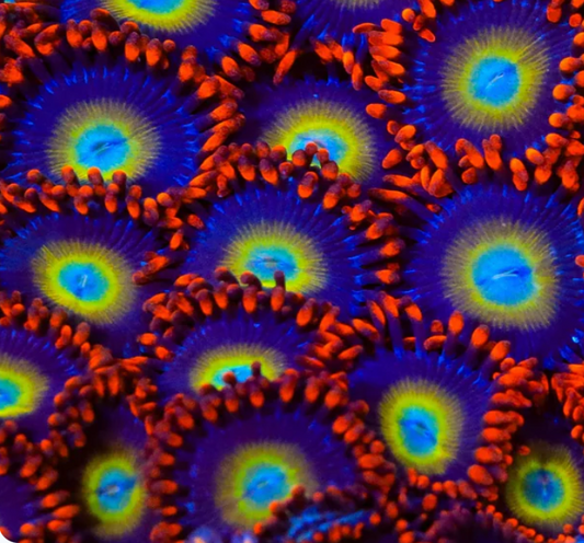 TSA Circus Freaks Zoanthid (4+ Polyps)