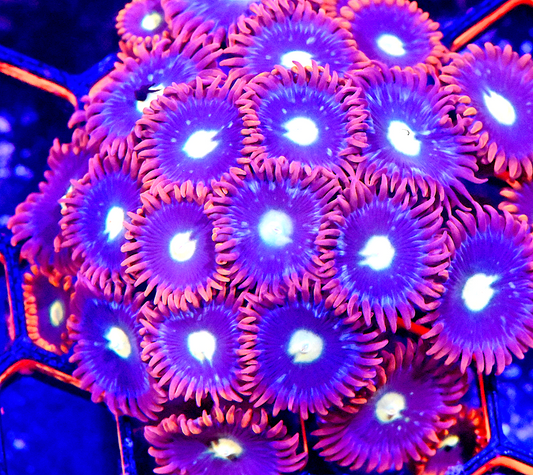 TCC Snitch Zoanthid (16+ Polyps)