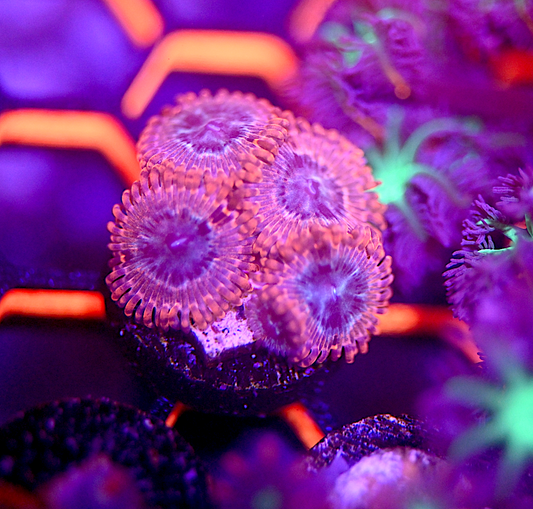 Volcanic War Palythoa Frag (5+ Polyps)