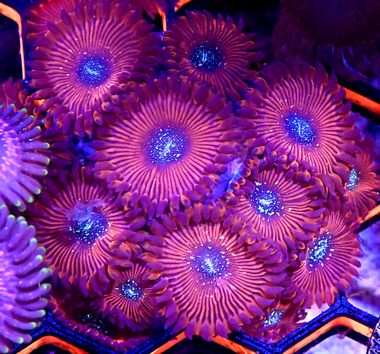 Warlock Zoanthid (12+ Polyps)