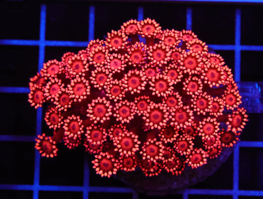 Indo Inferno Goniopora (Flowerpot Coral)