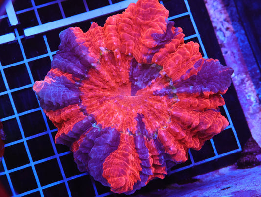 Malaysian Superman Acanthophyllia