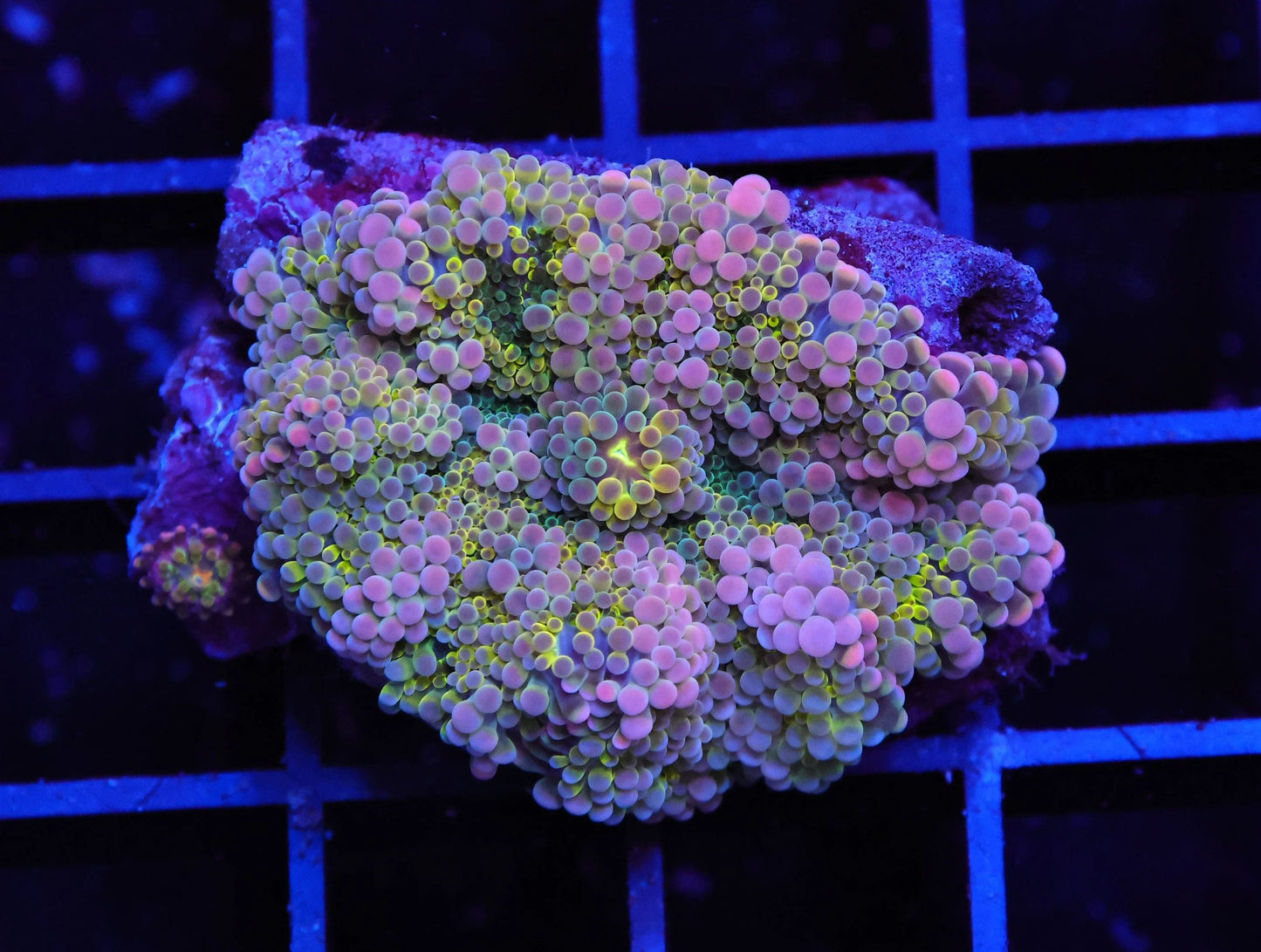 Solomon Party Princess Ricordea Mushroom