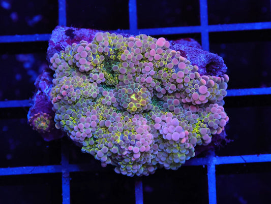 Solomon Party Princess Ricordea Mushroom